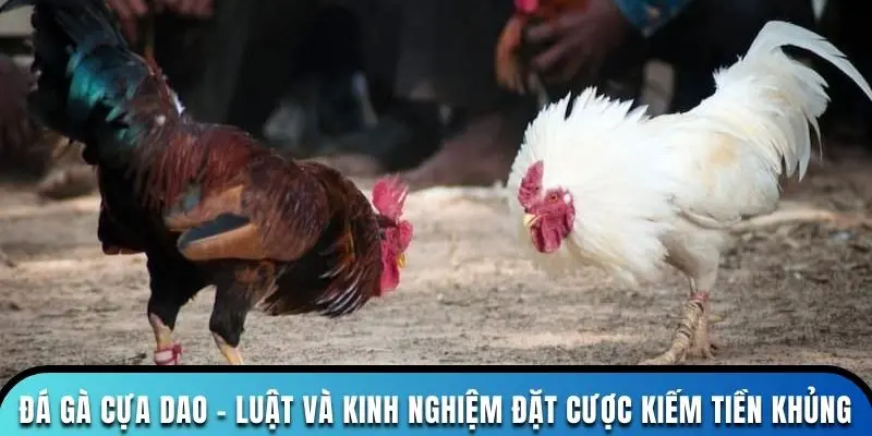 Đá Gà Cựa Dao - Luật Và Kinh Nghiệm Cược Kiếm Tiền Khủng